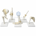Human Joints Model – Set of 5